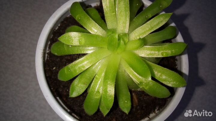 Молодило каменная роза