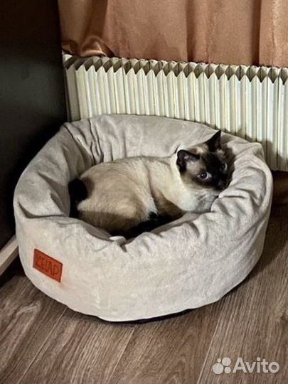 Домашняя передержка кошек, хомячков