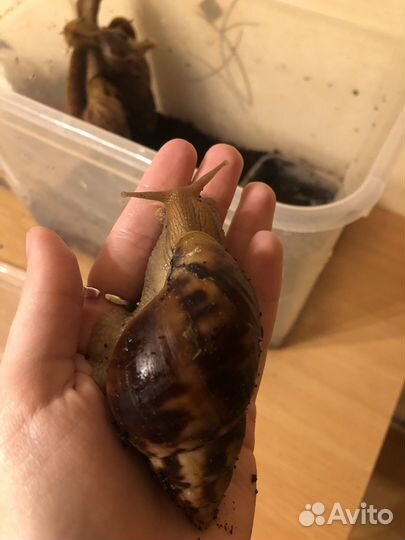 Улитки ахатины