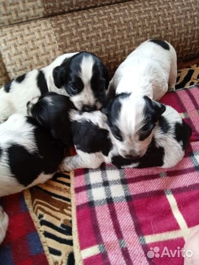 Русский спаниель