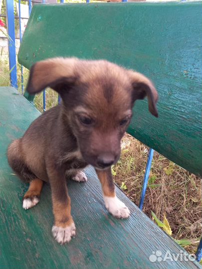 Ушастик - мальчик 1,5 месяца. Будет до 12кг