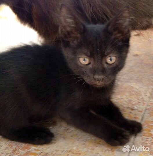 Котята в добрые руки мальчики