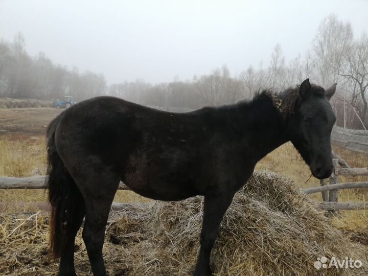 Продам лошадь