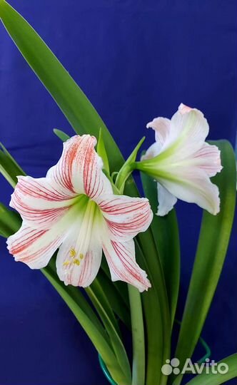 Гиппиаструм