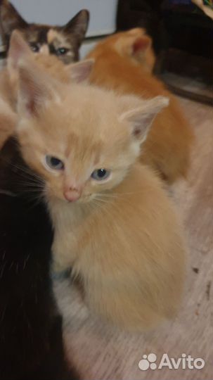 Котенок в дар бесплатно