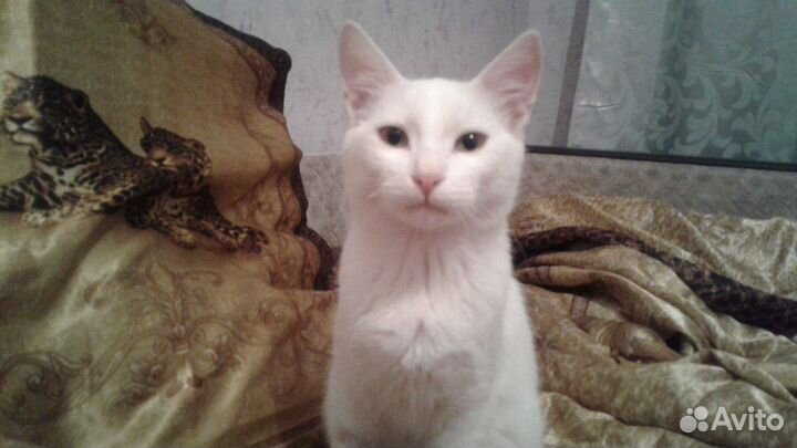 Передержка котов/кошек в домашних условиях