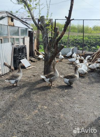 Гуси и индюки домашние, индюшата