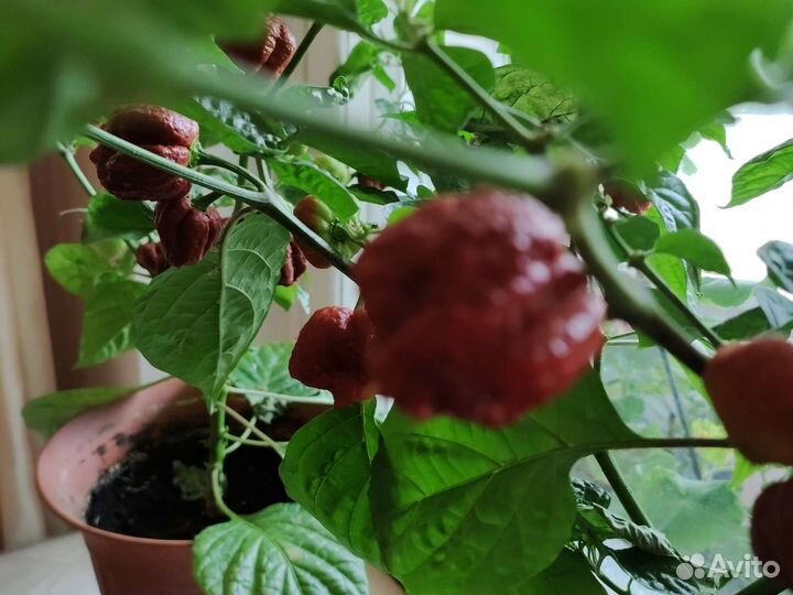 Каролина рипер (черный скорпион)