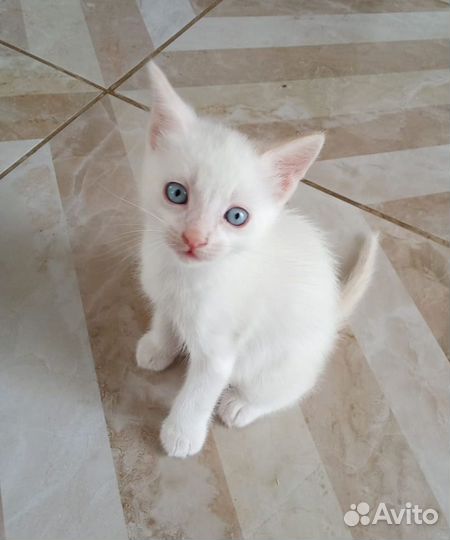 Голубоглазый котик