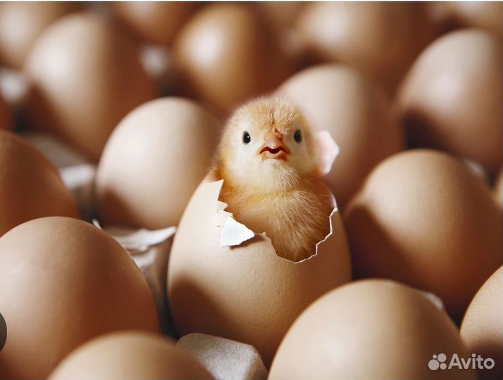 Цыплята суточные, несушки,индейка, бройлеры, утка