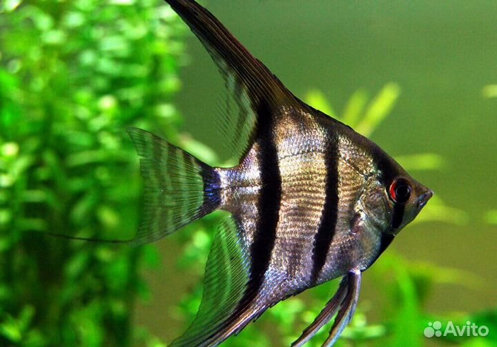 Аквариумные рыбки