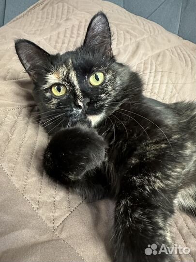 Юная трехшерстная ласковая кошка