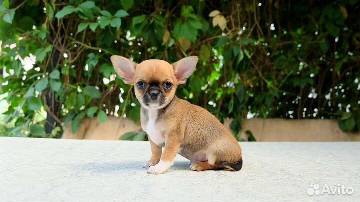 Щенки чихуахуа большой выбор окрасов