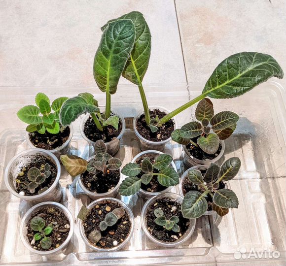 Глоксинии (сеянцы и верхушки), эписции