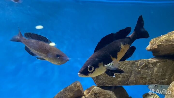 Цихлиды оз, Танганьика