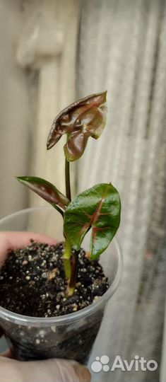 Сингониумы