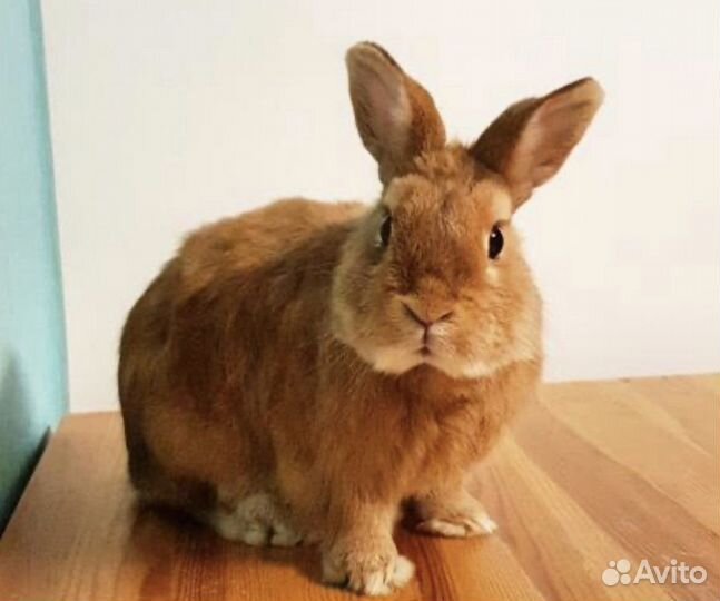 Передежка котов