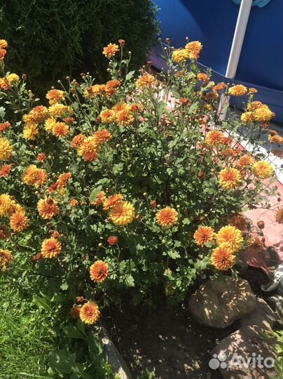 Хризантемы