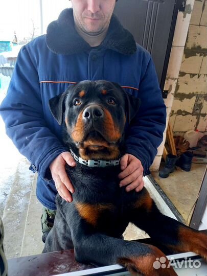 Ротвейлер ждёт даму в первый раз)