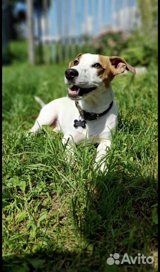 Вязка джек Рассел терьер