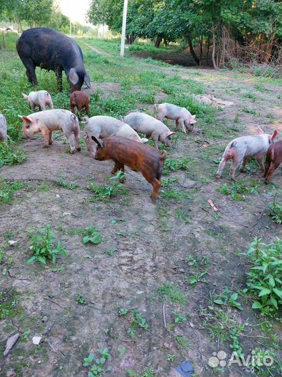 Поросята