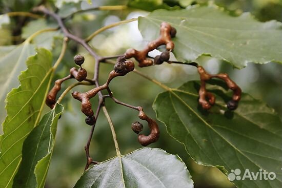 Конфетное дерево или Говения сладкая