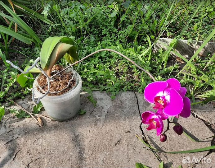 Орхидея фаленопсис
