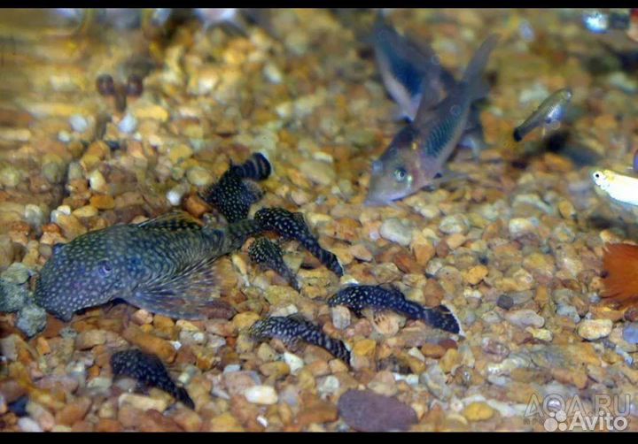 Сомики анциструсы