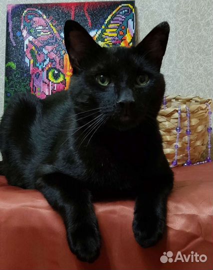 Котики бесплатно в добрые руки