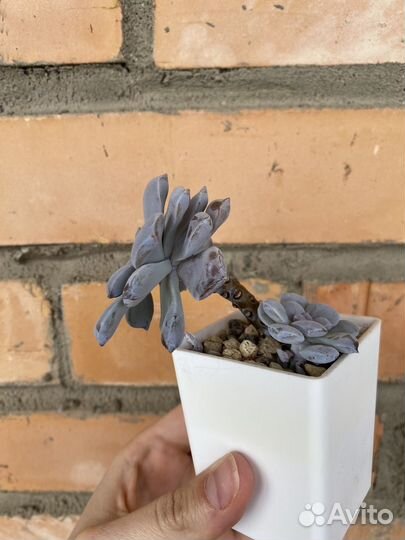 Суккуленты
