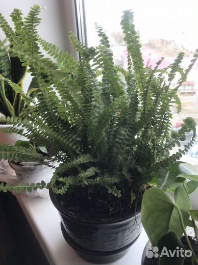 Папоротник