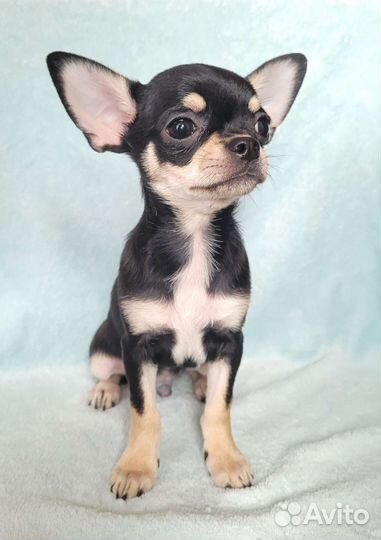 Красивый мальчишка чихуахуа