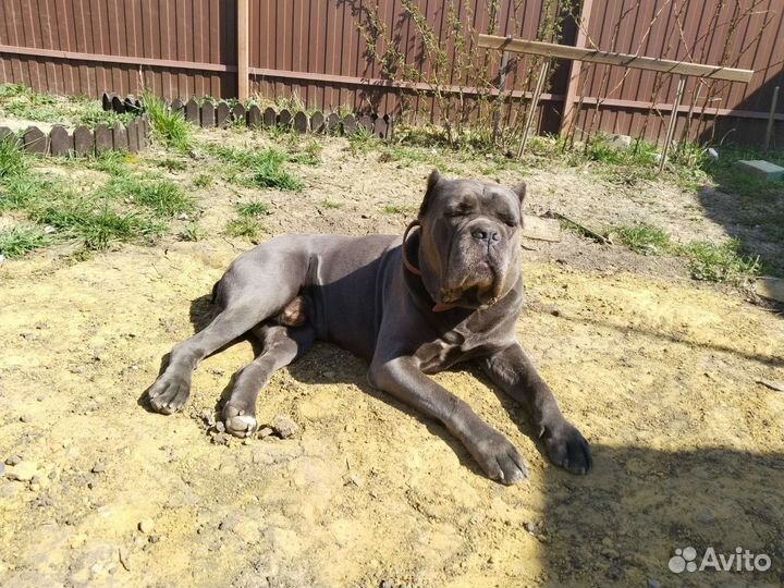 Кане корсо вязка