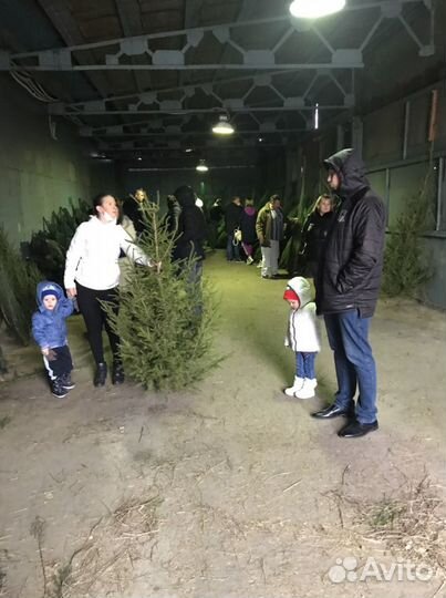 Ель живая,новогодняя елка опт.Живые елки