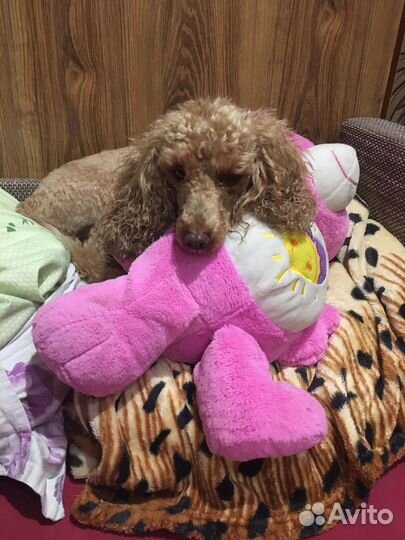 Вязка собак