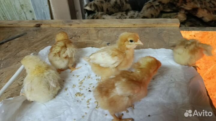 Цыплята несушки подрощенные