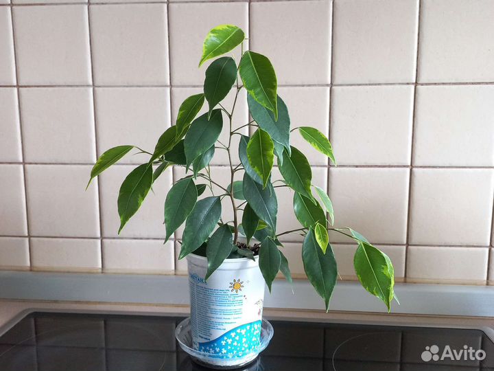 Фикус бенджамина