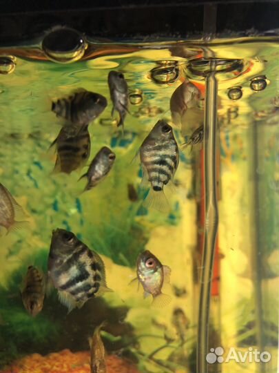 Аквариумные рыбки