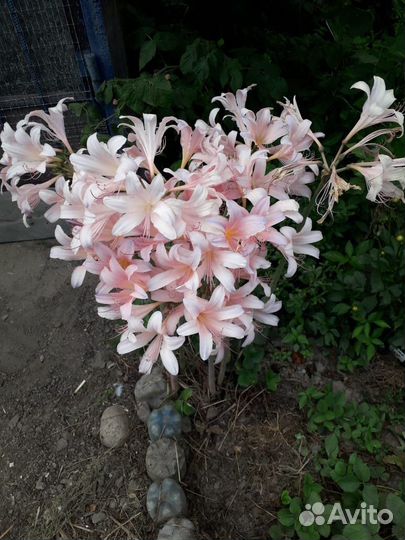 Ликорис чешуйчатый