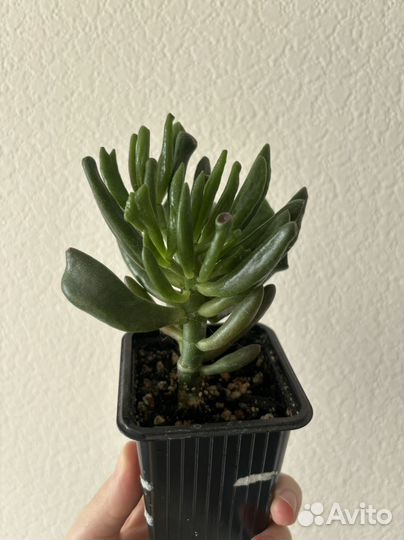 Крассула хоббит