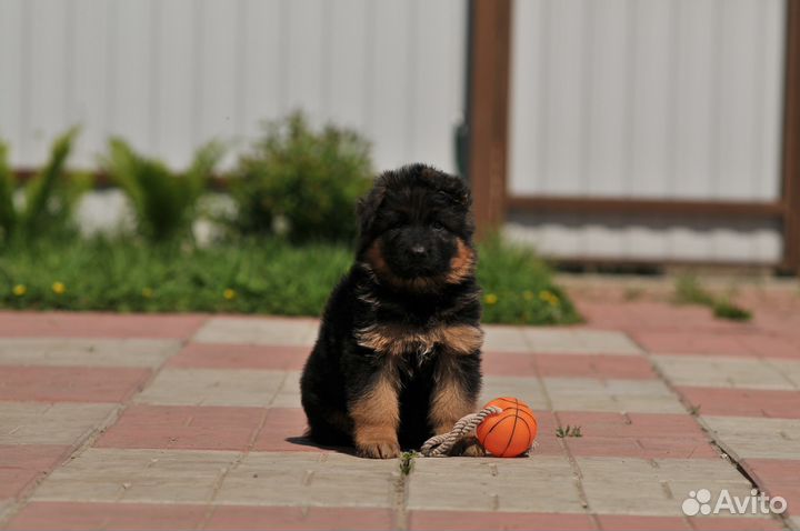 Длинношерстные щенки