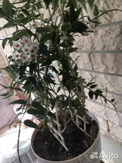 Хойя Белла прекрасная