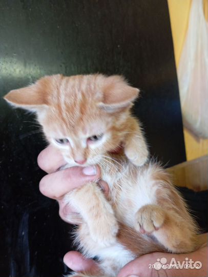 Котенок 2 месяца