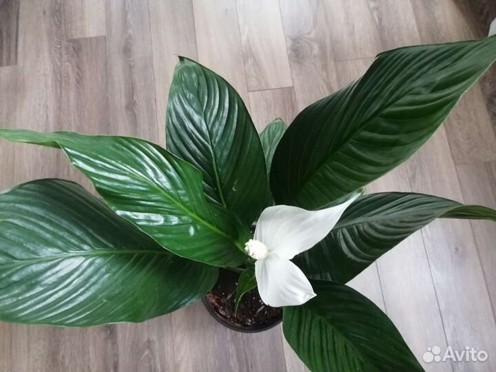 Спатифиллум королевский сортовой, сильвер