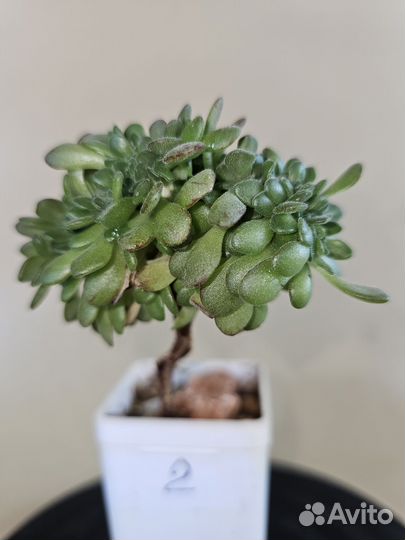 Aeonium sedifolium cristata