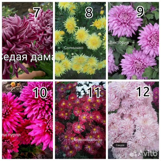 Хризантемы корейские и мультифлора