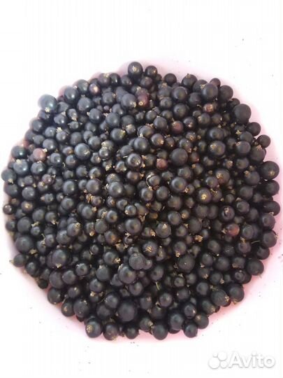 Ягода смородина красная черная