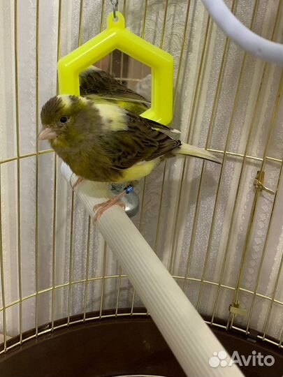 Канарейка