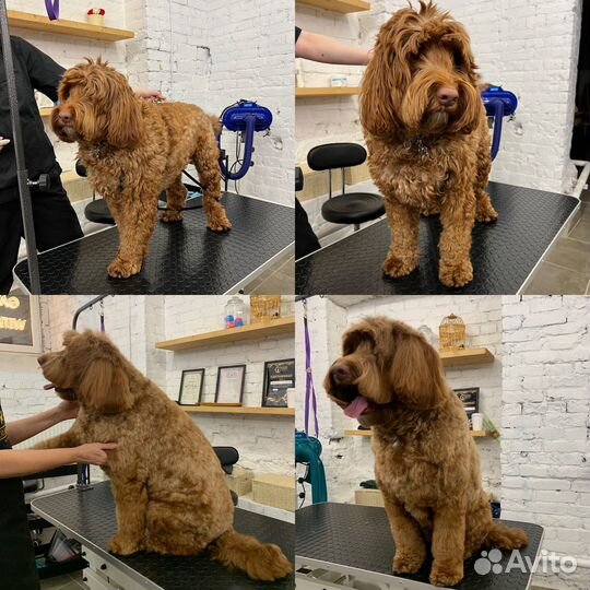 Груминг собак