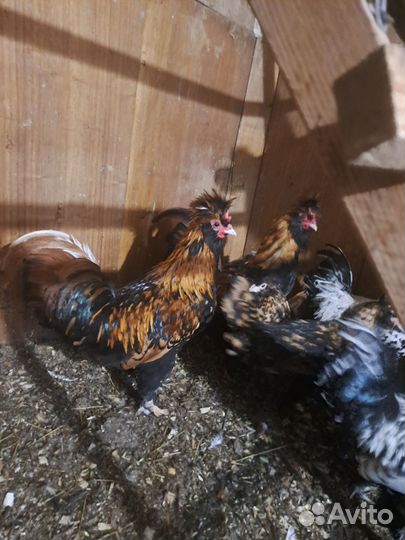 Петух Павловское золото и серебро